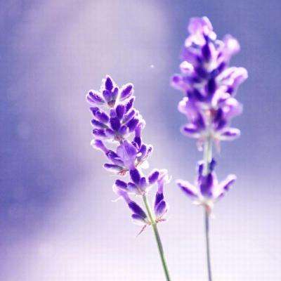 im电竞平台手机app下载截图